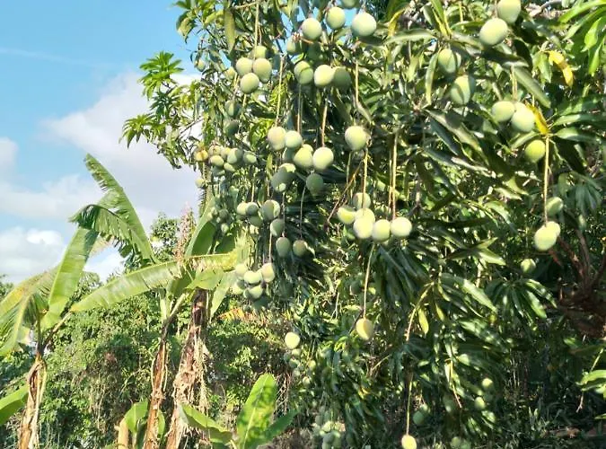 Mango Walk
