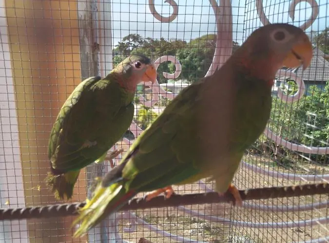Homestay Mango Walk