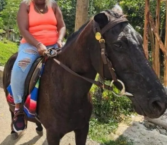 Mango Walk Homestay Montego Bay